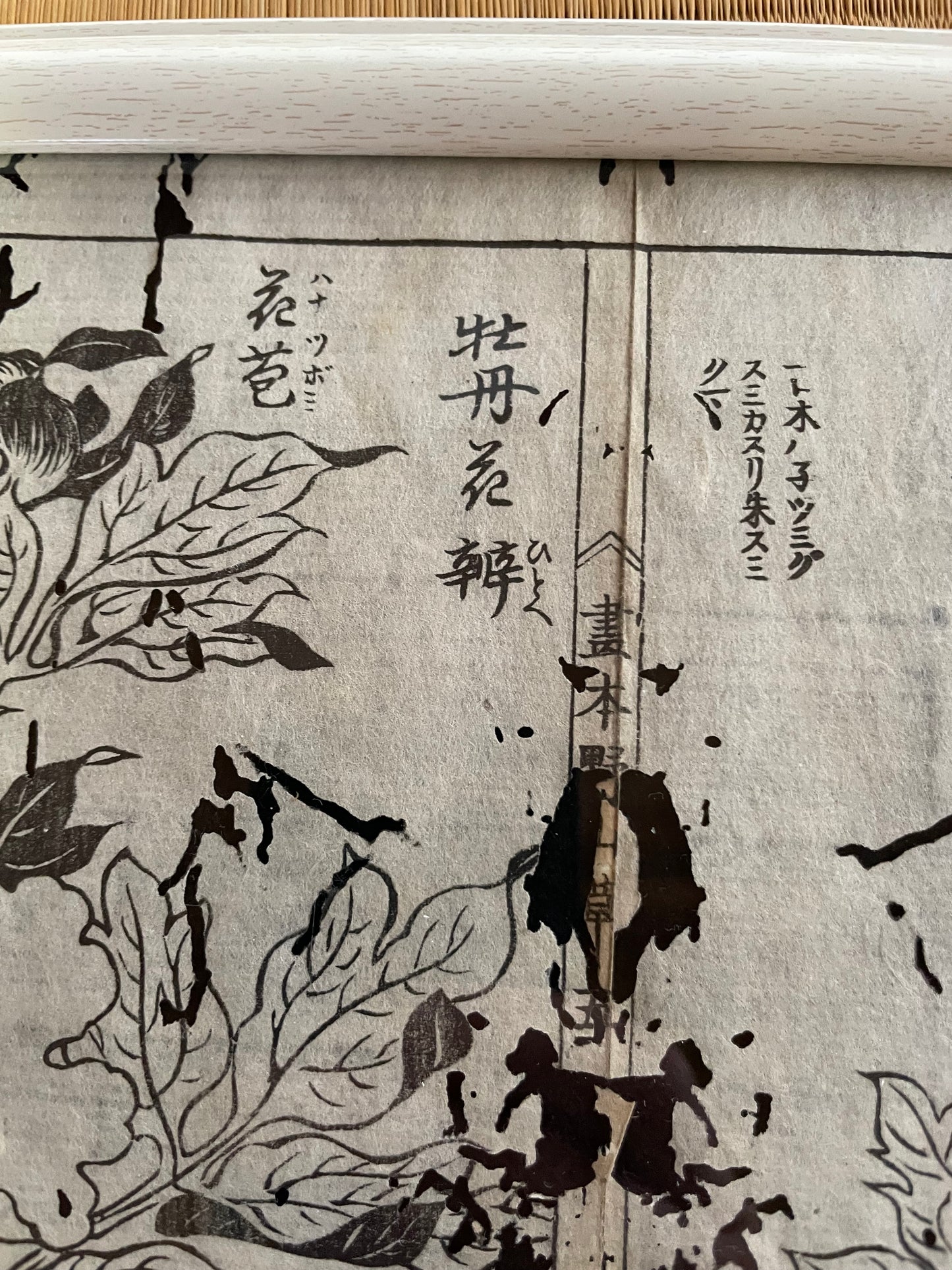 1755 Tachibana Yasunori Botanical Medical Print 本草図