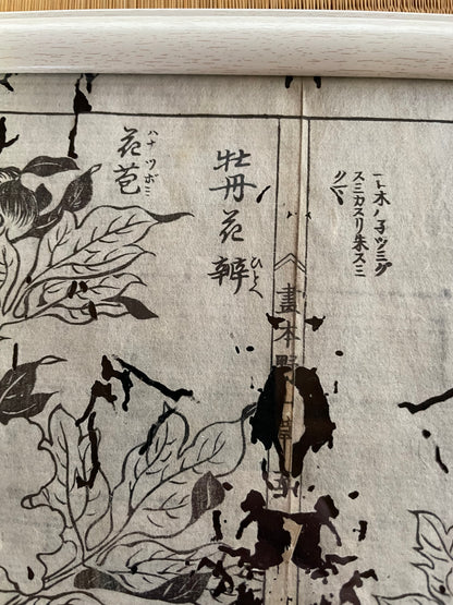 1755 Tachibana Yasunori Botanical Medical Print 本草図