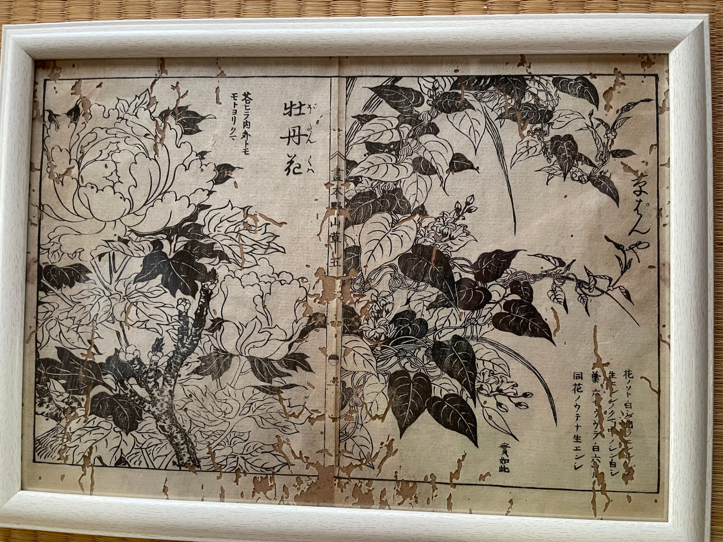 1755 Tachibana Yasunori Botanical Medical Print 本草図