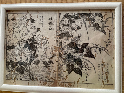 1755 Tachibana Yasunori Botanical Medical Print 本草図