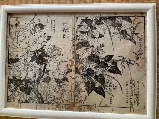 1755 Tachibana Yasunori Botanical Medical Print 本草図
