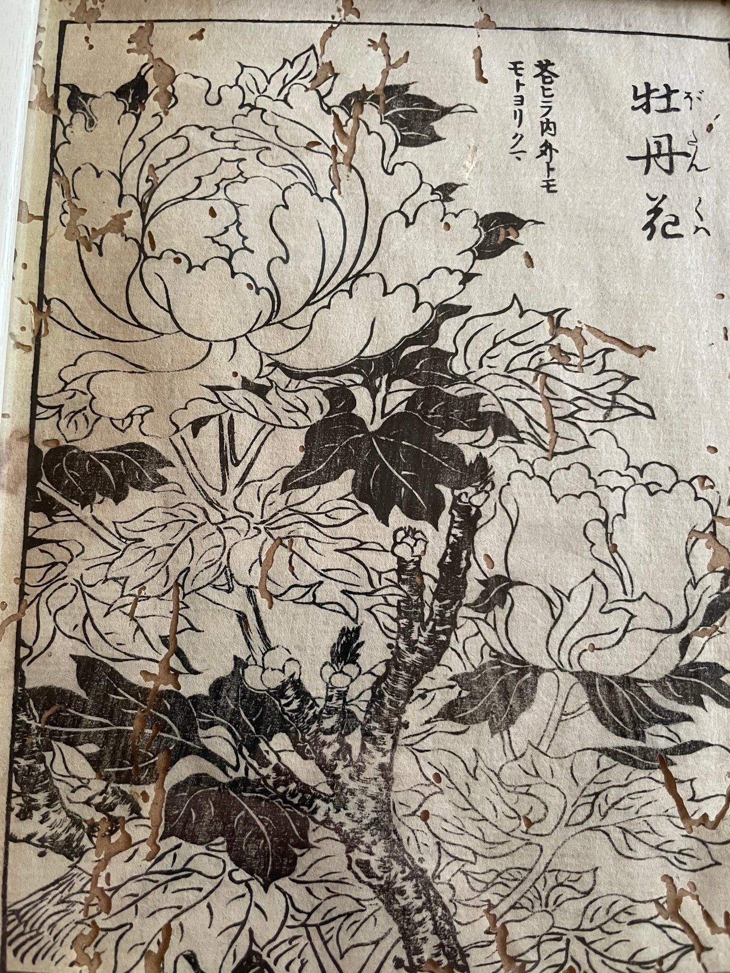 1755 Tachibana Yasunori Botanical Medical Print 本草図