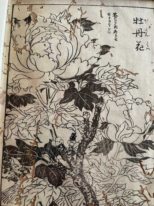 1755 Tachibana Yasunori Botanical Medical Print 本草図
