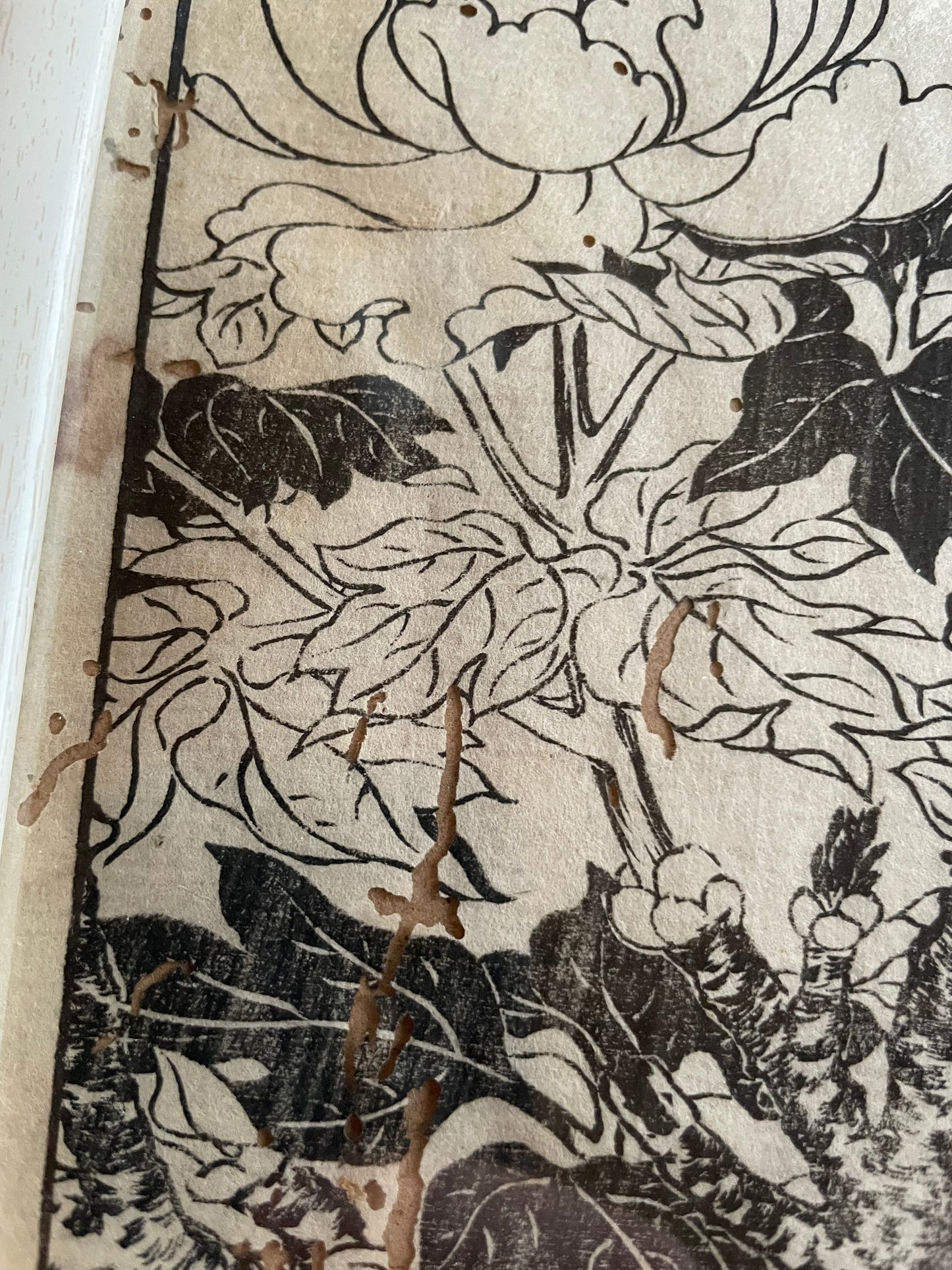 1755 Tachibana Yasunori Botanical Medical Print 本草図