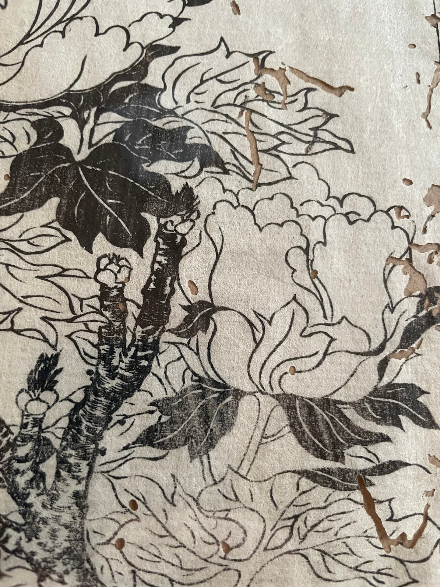 1755 Tachibana Yasunori Botanical Medical Print 本草図