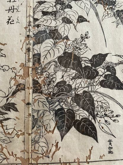 1755 Tachibana Yasunori Botanical Medical Print 本草図