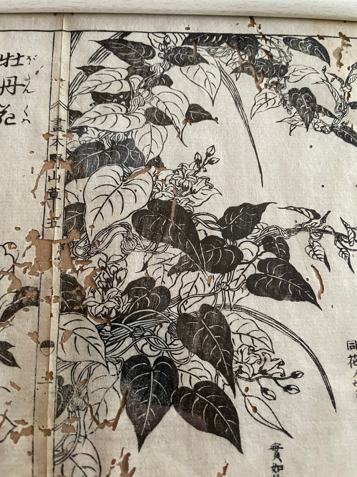 1755 Tachibana Yasunori Botanical Medical Print 本草図