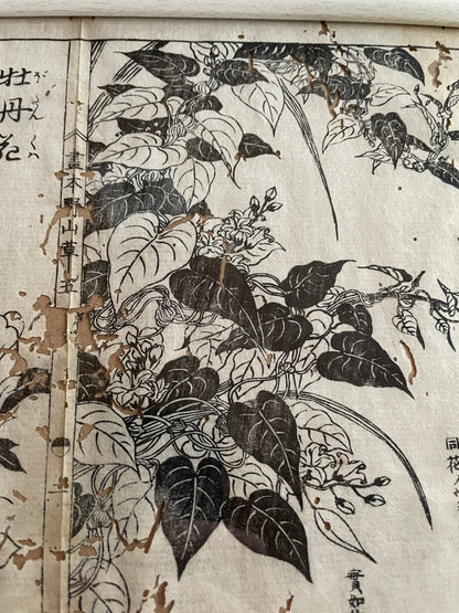 1755 Tachibana Yasunori Botanical Medical Print 本草図