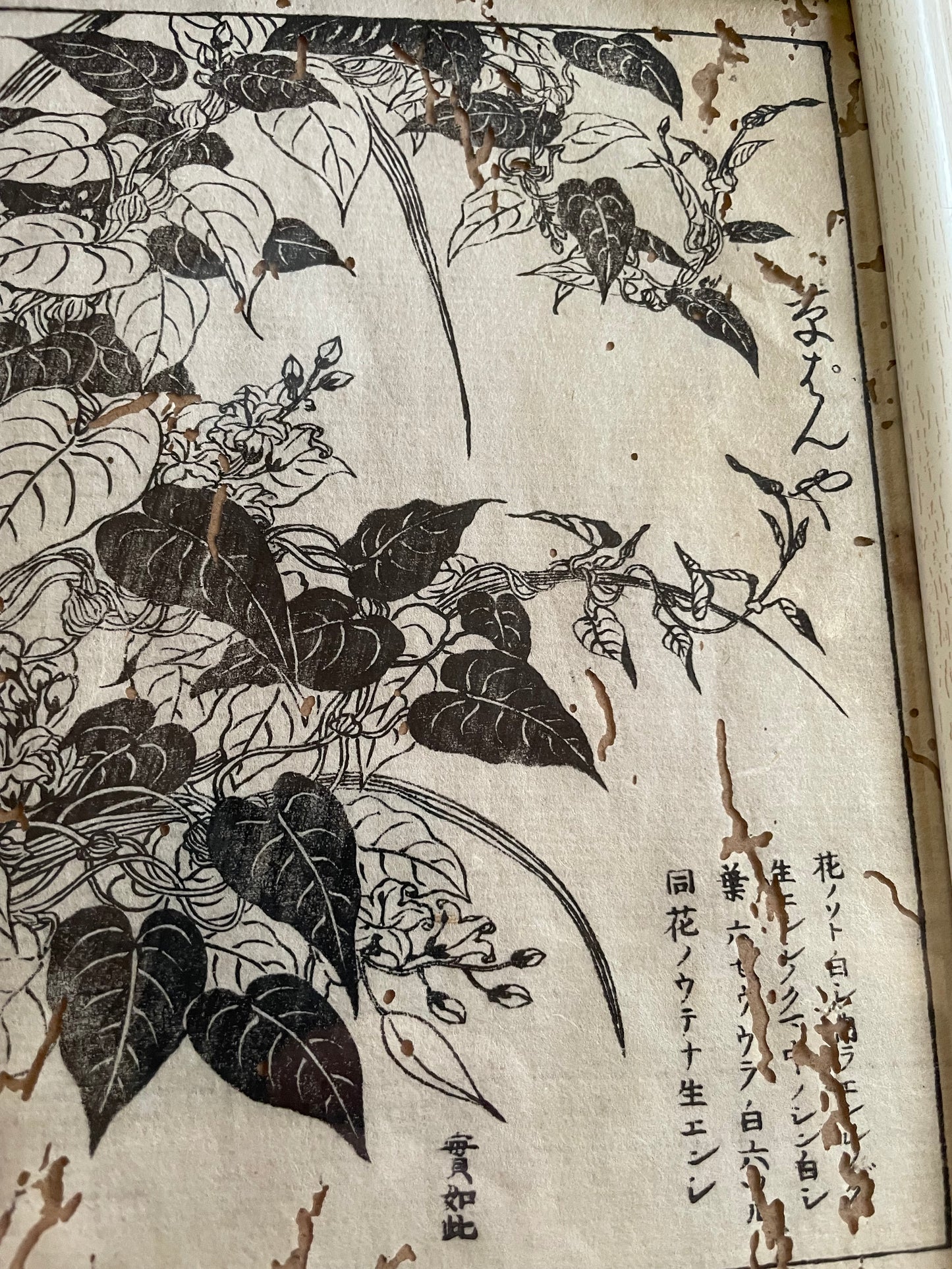 1755 Tachibana Yasunori Botanical Medical Print 本草図