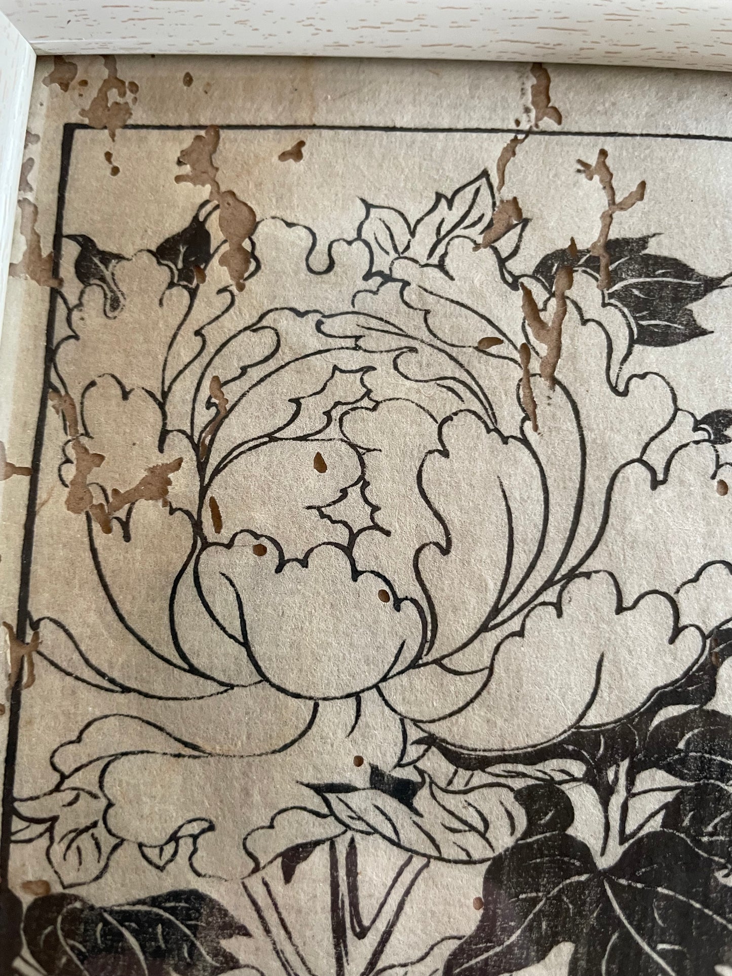 1755 Tachibana Yasunori Botanical Medical Print 本草図