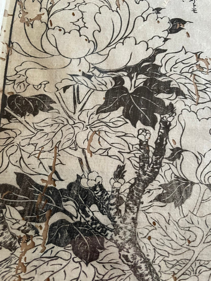 1755 Tachibana Yasunori Botanical Medical Print 本草図