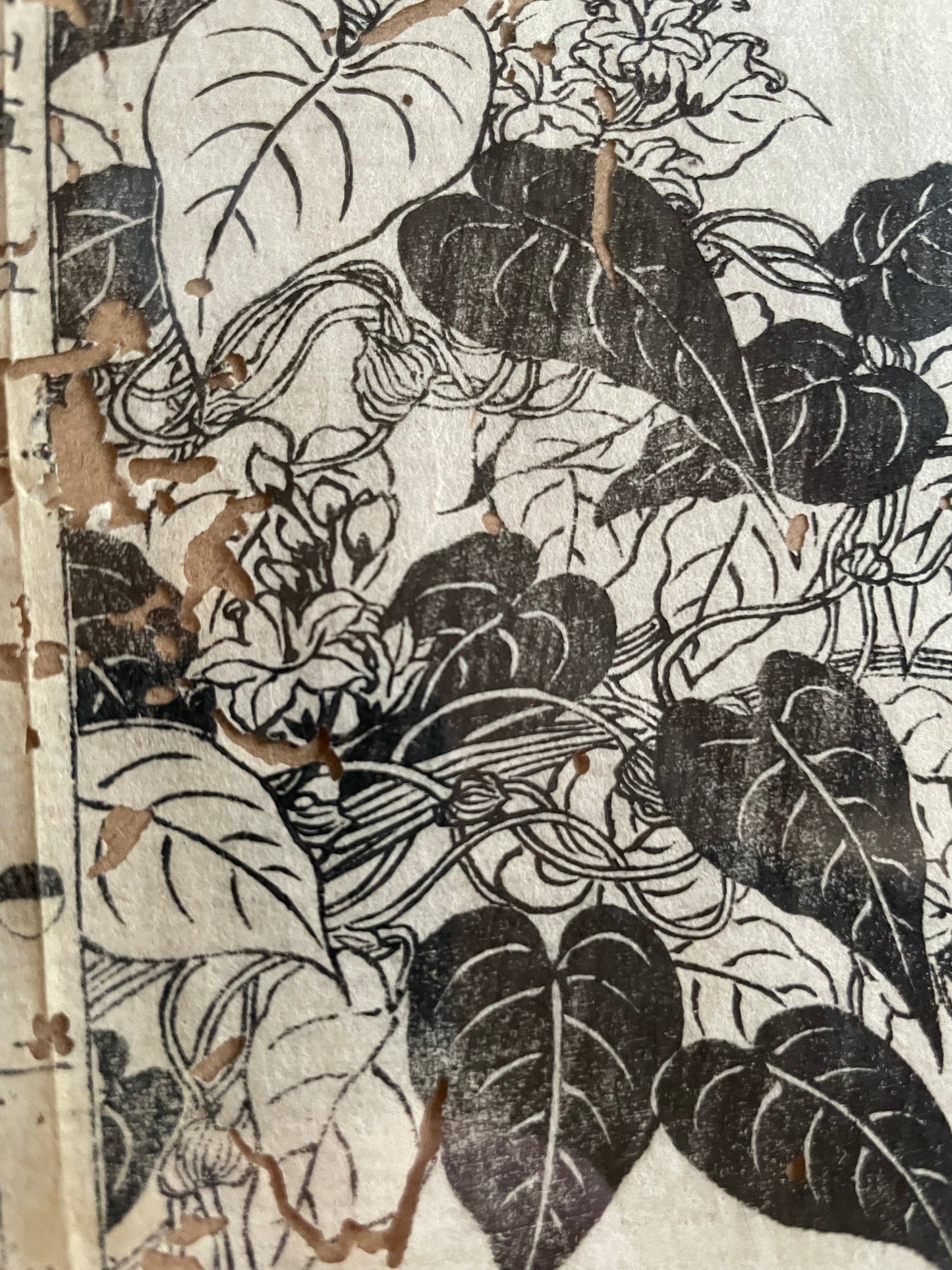 1755 Tachibana Yasunori Botanical Medical Print 本草図