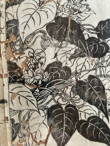 1755 Tachibana Yasunori Botanical Medical Print 本草図