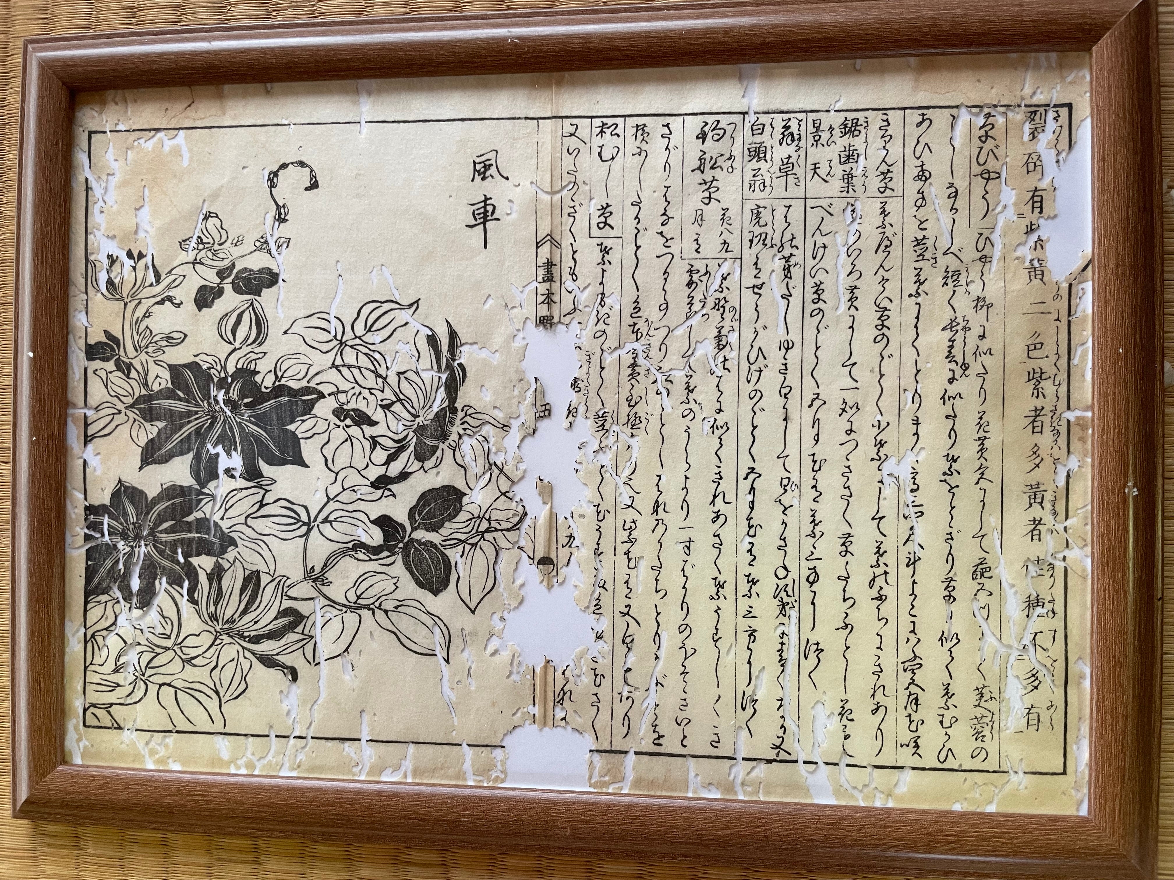 老書 1755 Tachibana Yasunori Botanical Medical Print 本草図 – Echoes of Edo