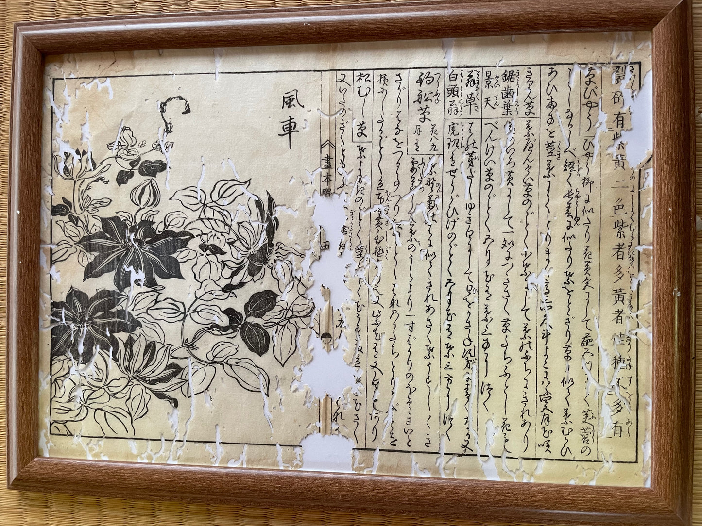 1755 Tachibana Yasunori Botanical Medical Print 本草図