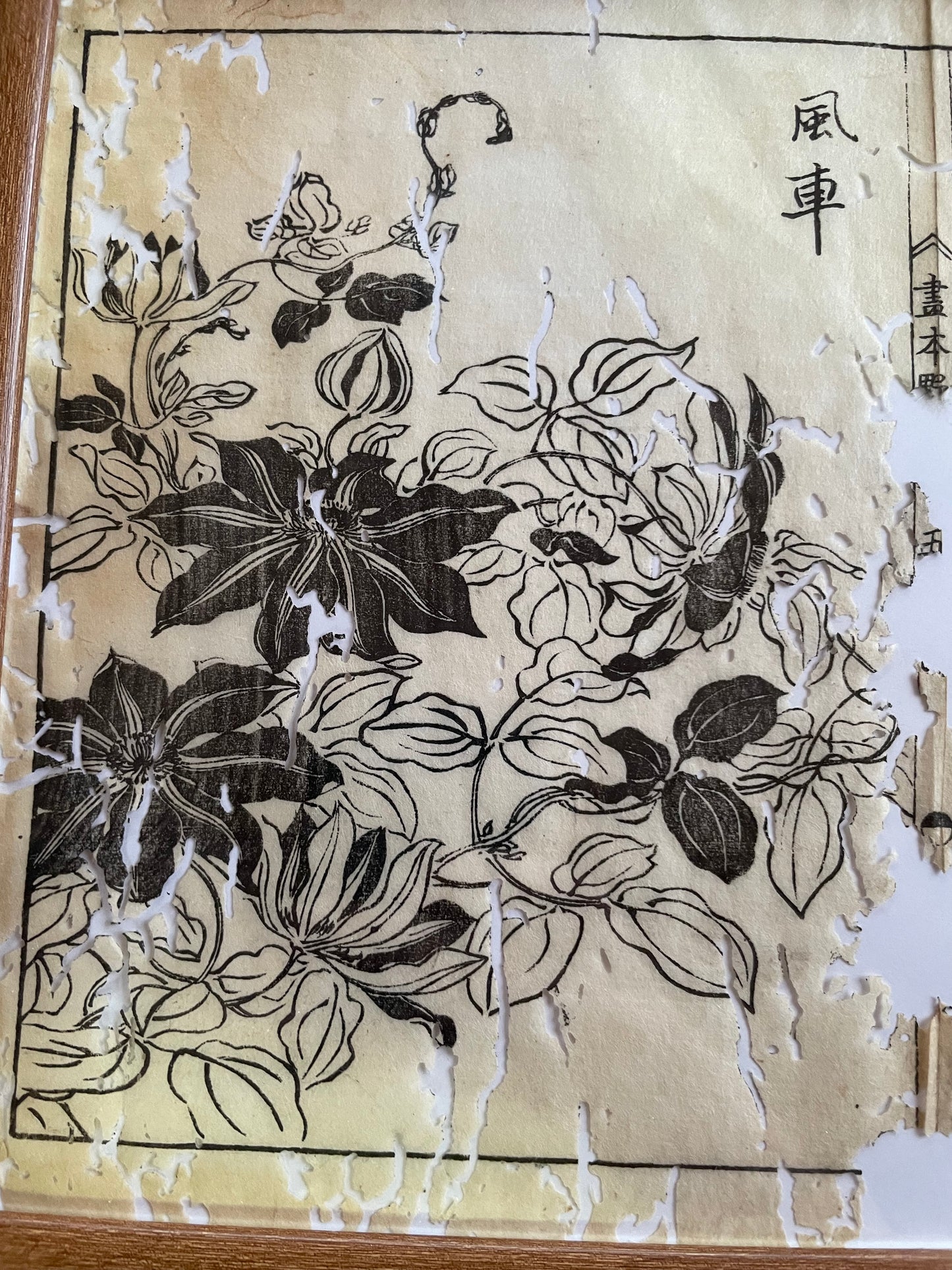 1755 Tachibana Yasunori Botanical Medical Print 本草図