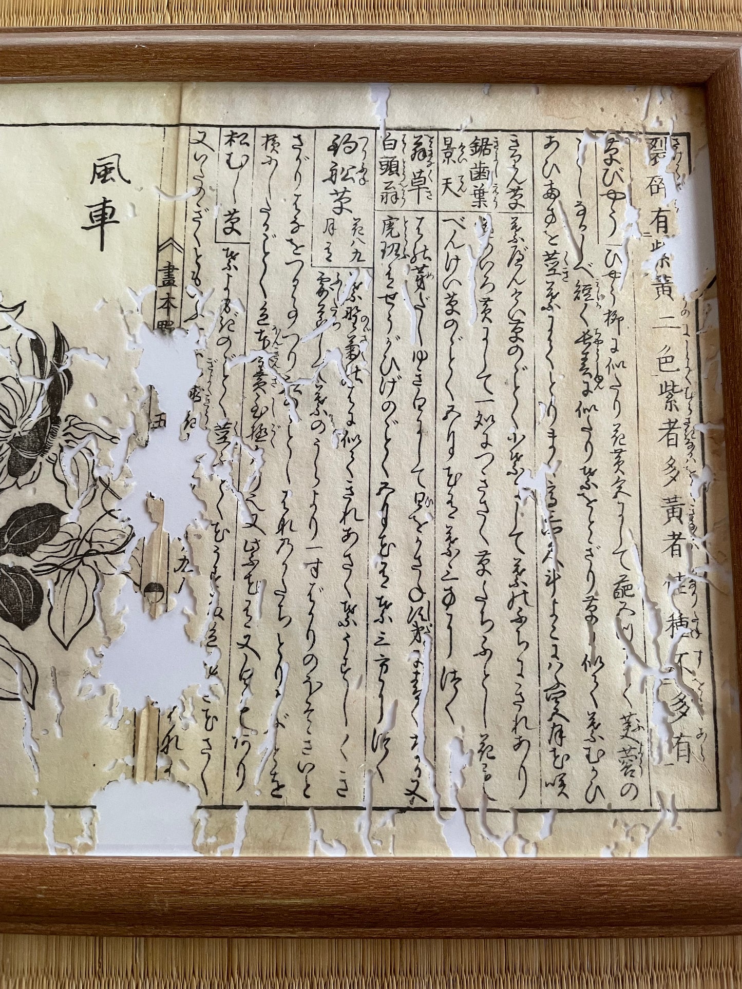 1755 Tachibana Yasunori Botanical Medical Print 本草図