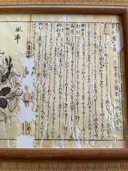 1755 Tachibana Yasunori Botanical Medical Print 本草図