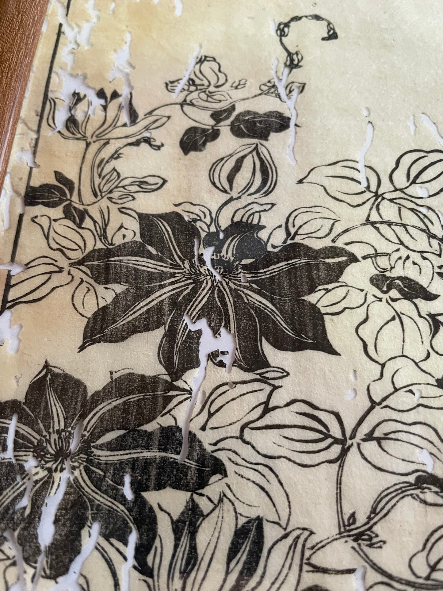 1755 Tachibana Yasunori Botanical Medical Print 本草図