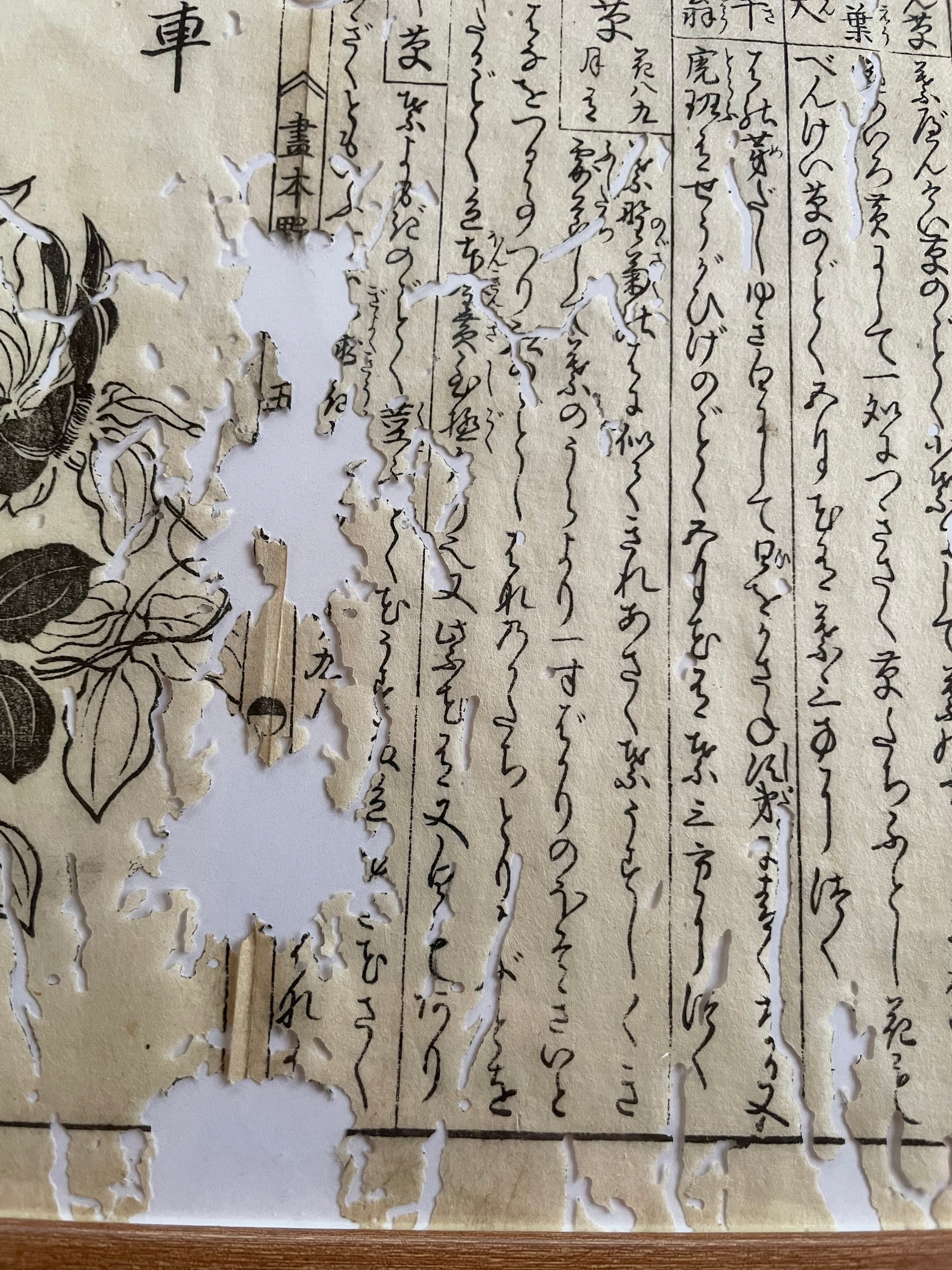 1755 Tachibana Yasunori Botanical Medical Print 本草図 – Echoes of Edo