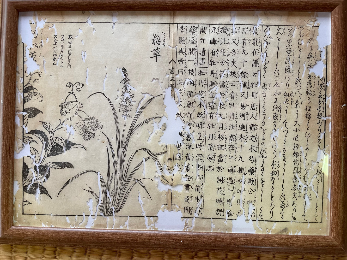 1755 Tachibana Yasunori Botanical Medical Print 本草図
