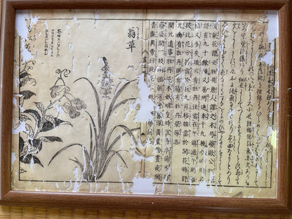1755 Tachibana Yasunori Botanical Medical Print 本草図