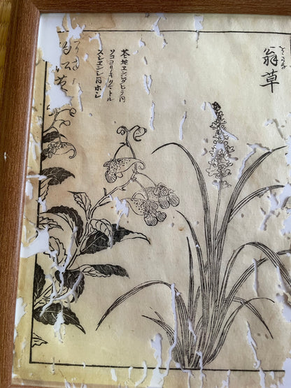 1755 Tachibana Yasunori Botanical Medical Print 本草図