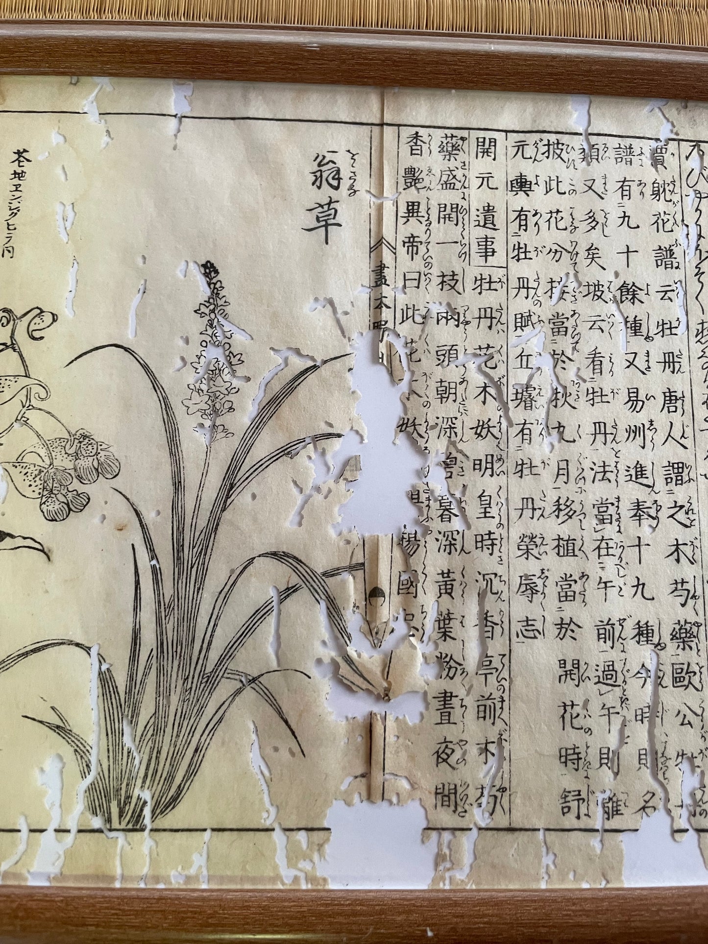 1755 Tachibana Yasunori Botanical Medical Print 本草図