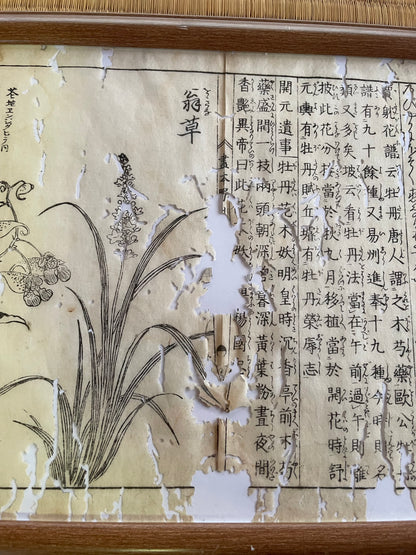 1755 Tachibana Yasunori Botanical Medical Print 本草図