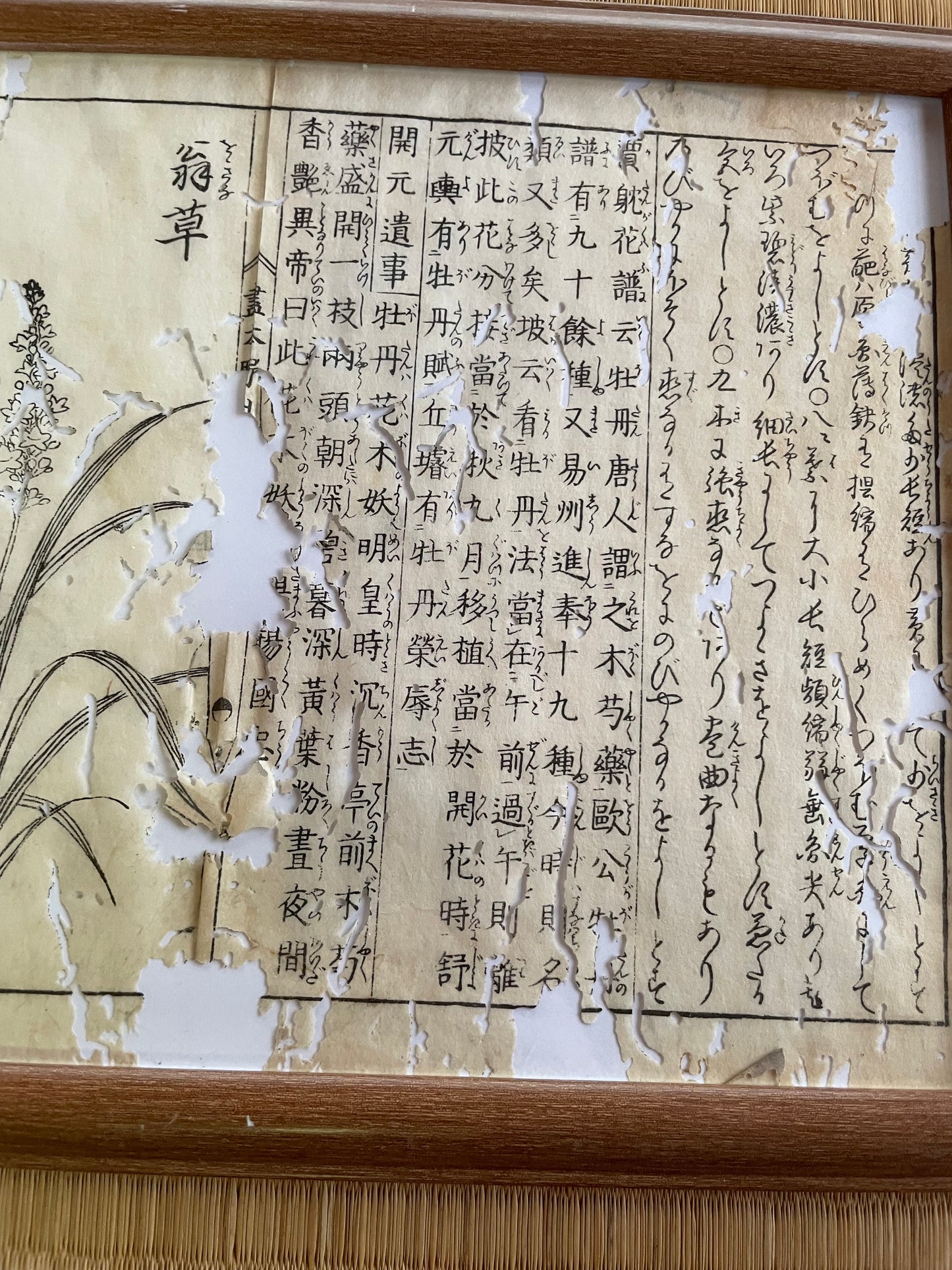 1755 Tachibana Yasunori Botanical Medical Print 本草図