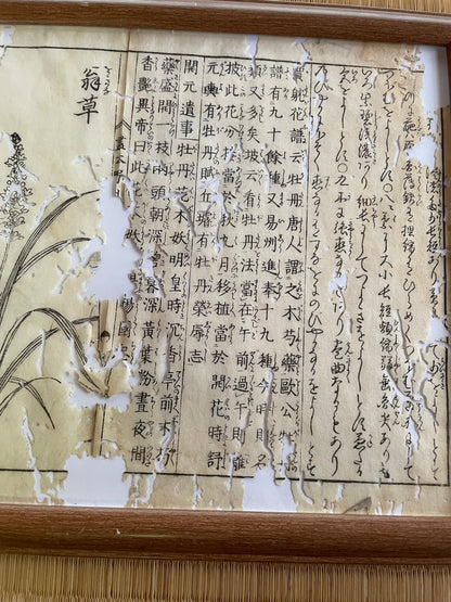 1755 Tachibana Yasunori Botanical Medical Print 本草図
