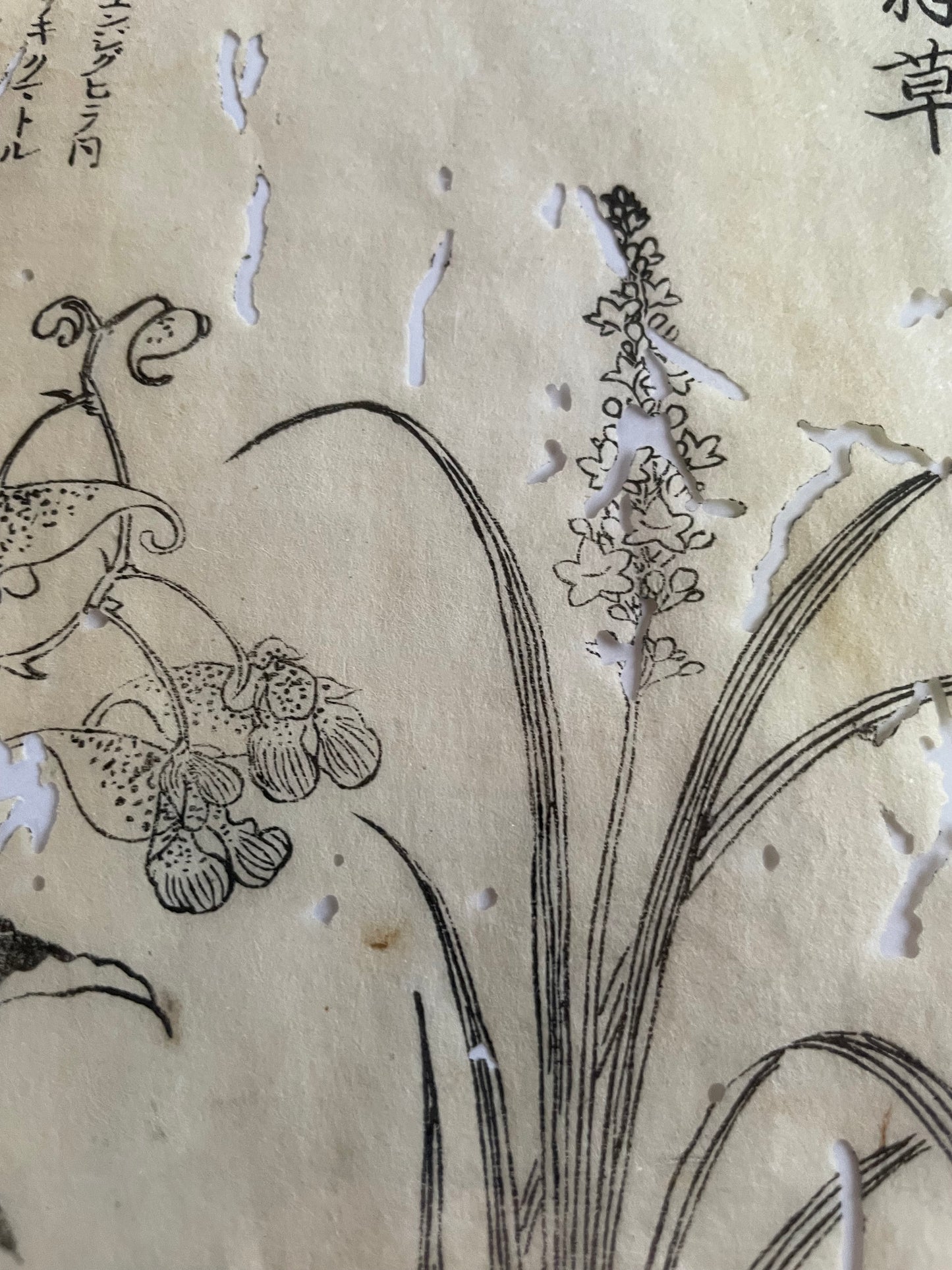 1755 Tachibana Yasunori Botanical Medical Print 本草図