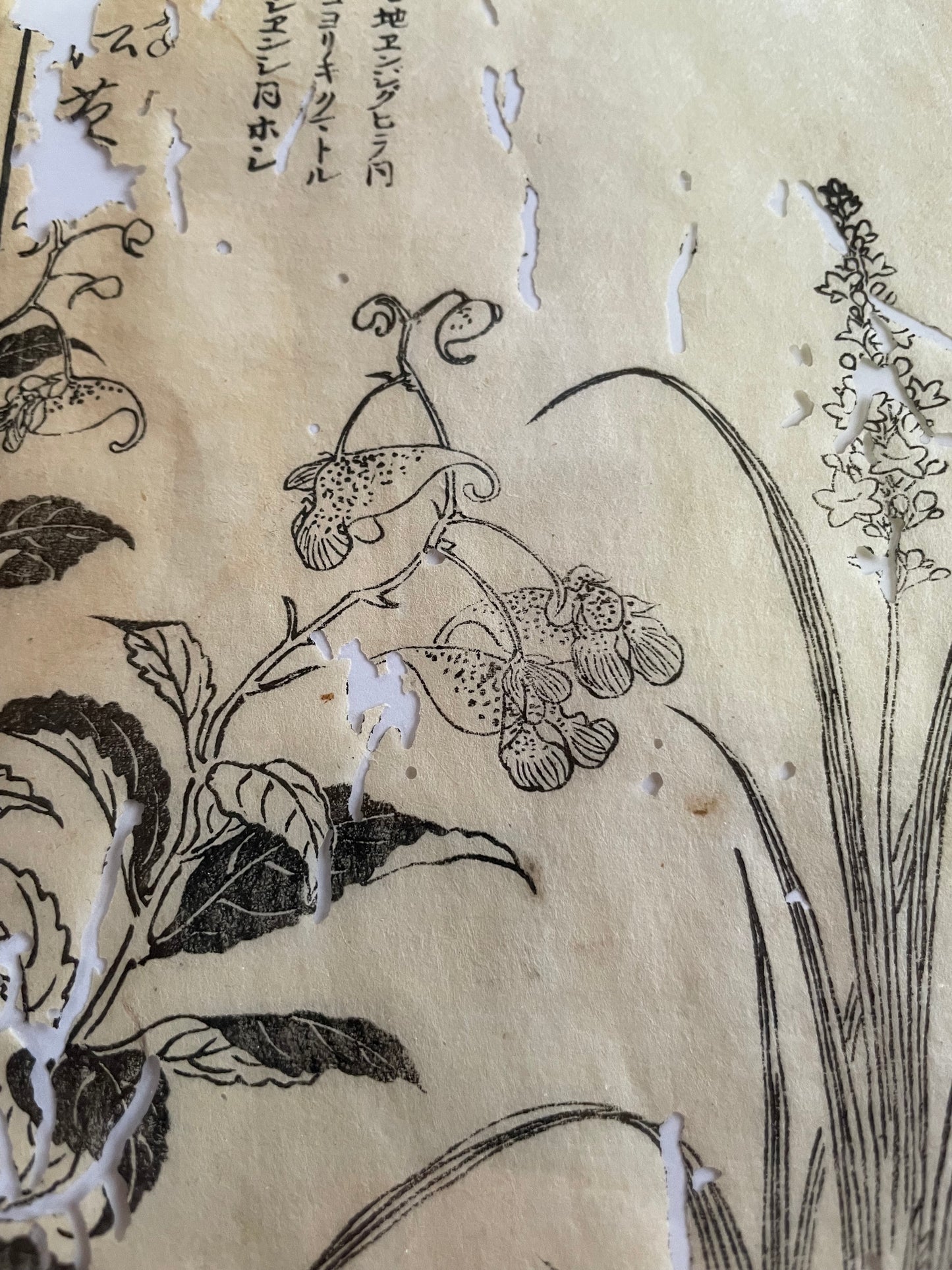 1755 Tachibana Yasunori Botanical Medical Print 本草図