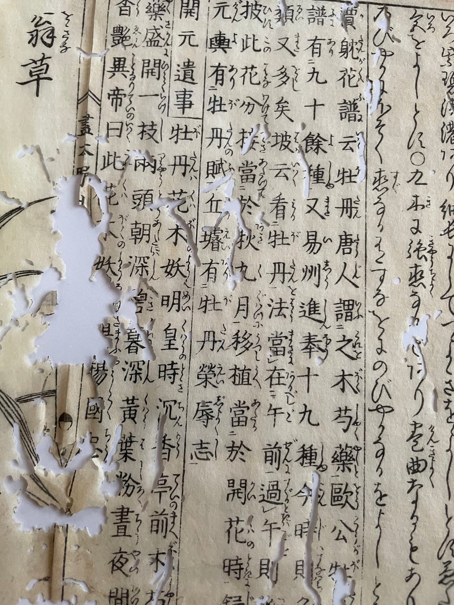 1755 Tachibana Yasunori Botanical Medical Print 本草図