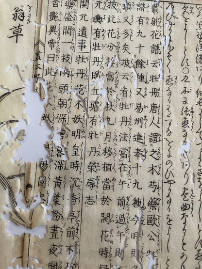 1755 Tachibana Yasunori Botanical Medical Print 本草図