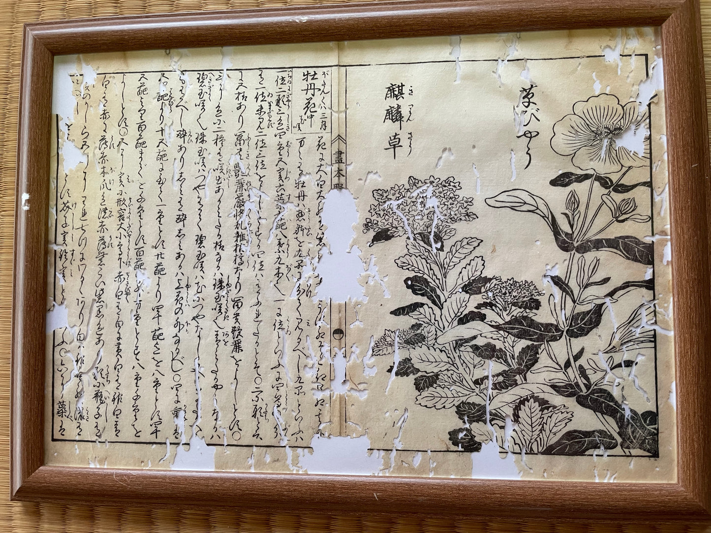 1755 Tachibana Yasunori Botanical Medical Print 本草図