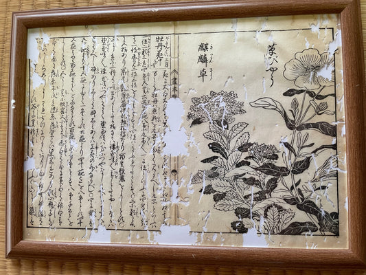 1755 Tachibana Yasunori Botanical Medical Print 本草図