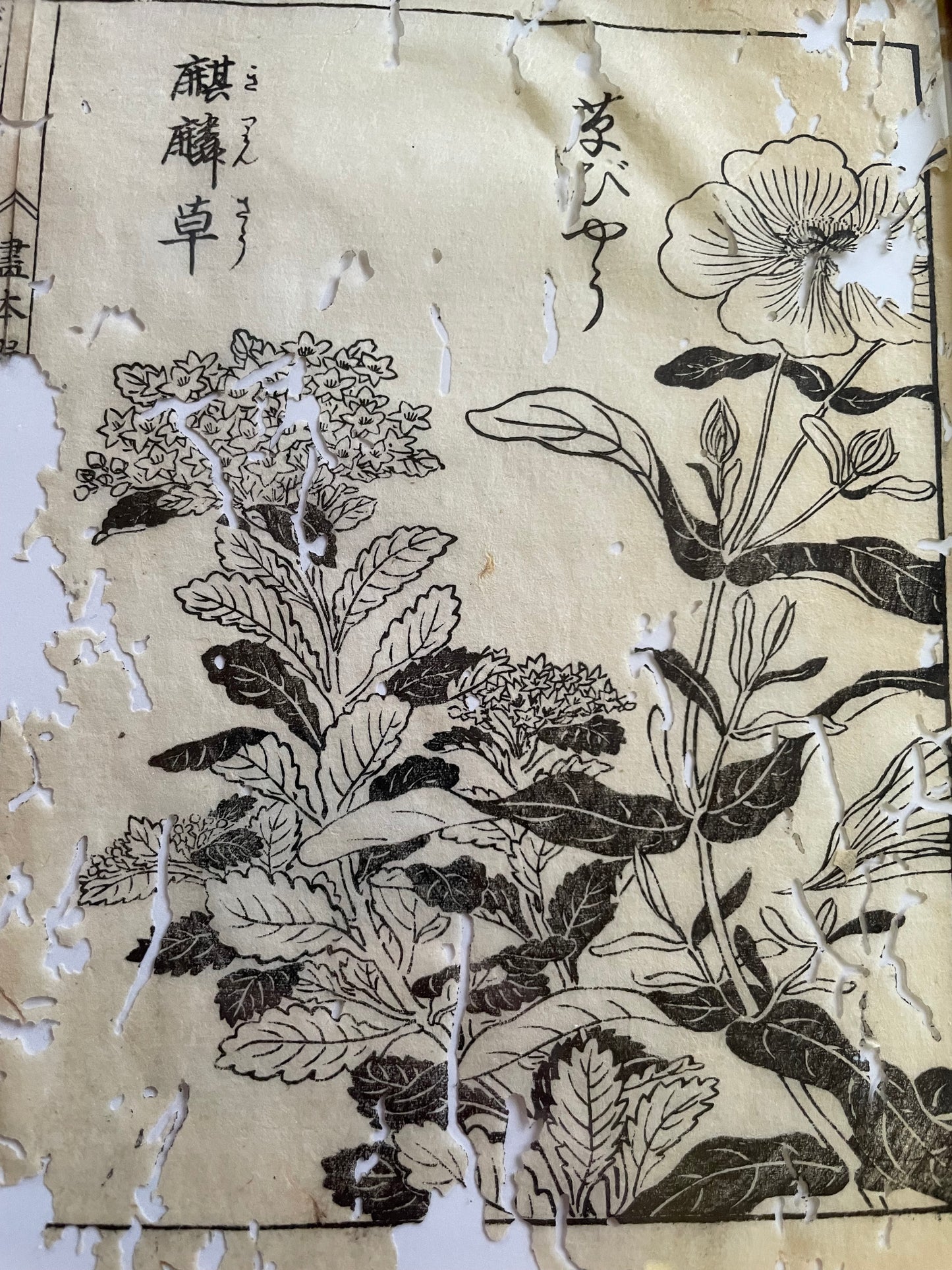 1755 Tachibana Yasunori Botanical Medical Print 本草図