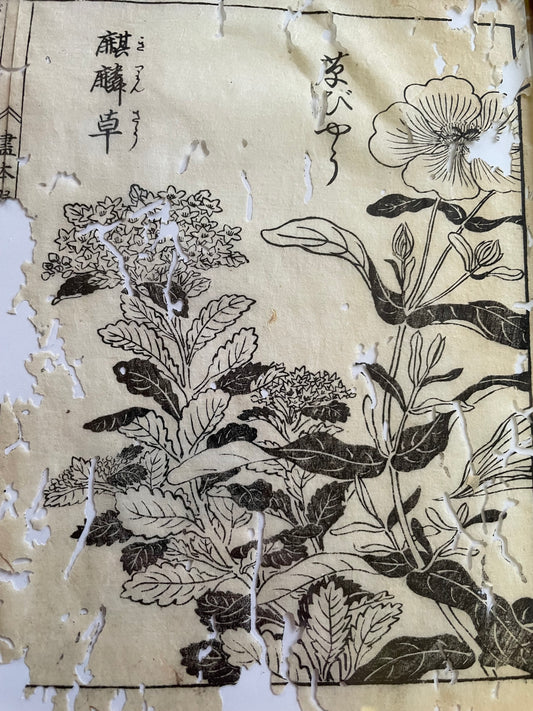 1755 Tachibana Yasunori Botanical Medical Print 本草図