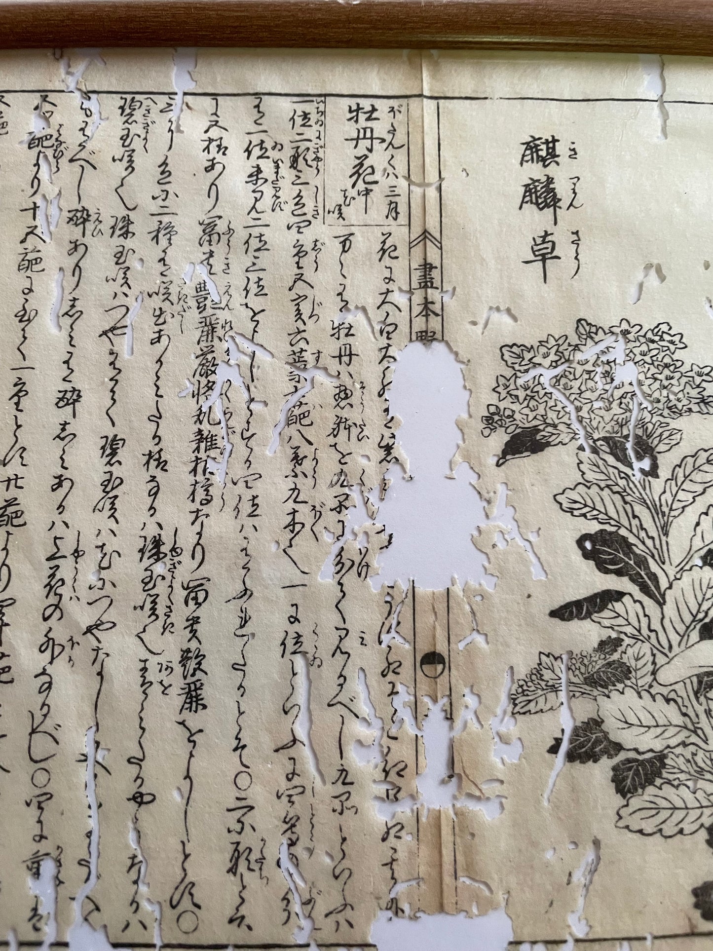 1755 Tachibana Yasunori Botanical Medical Print 本草図