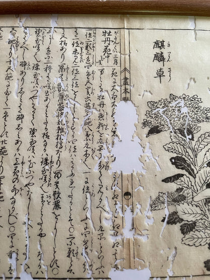 1755 Tachibana Yasunori Botanical Medical Print 本草図