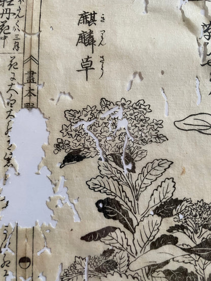 1755 Tachibana Yasunori Botanical Medical Print 本草図