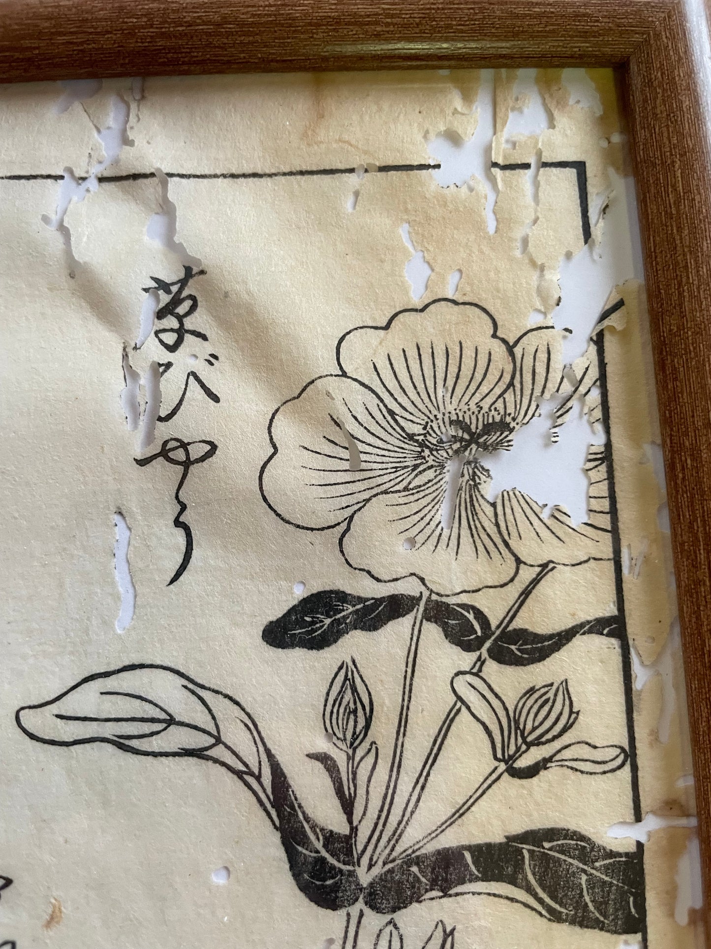 1755 Tachibana Yasunori Botanical Medical Print 本草図