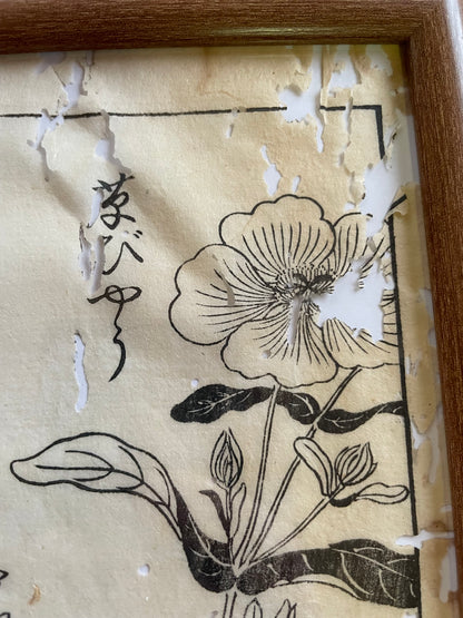 1755 Tachibana Yasunori Botanical Medical Print 本草図