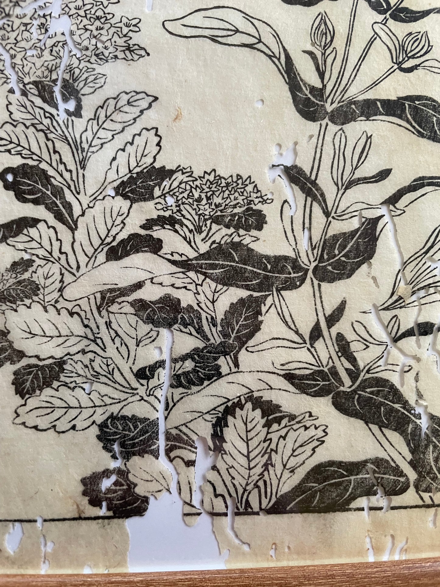 1755 Tachibana Yasunori Botanical Medical Print 本草図