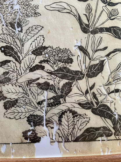 1755 Tachibana Yasunori Botanical Medical Print 本草図