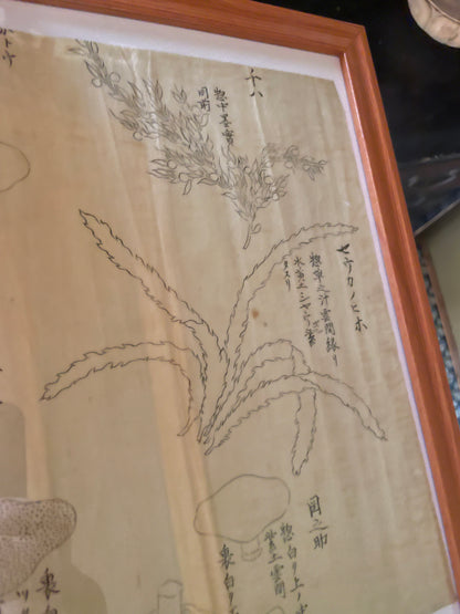 Edo Period Botanical Study by Asakura Shinryō 朝倉震陵 (Approx. 25.3 x 39.6 cm) in an A3 Frame