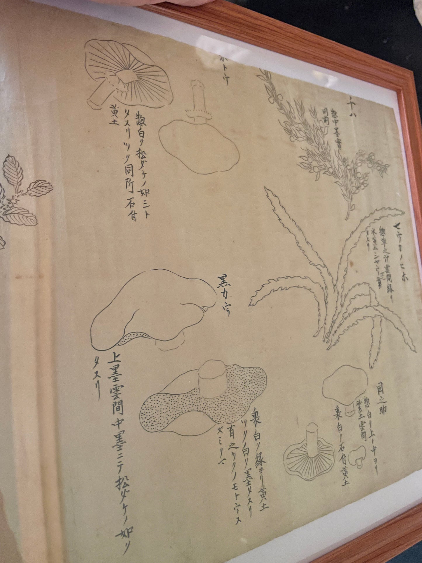 Edo Period Botanical Study by Asakura Shinryō 朝倉震陵 (Approx. 25.3 x 39.6 cm) in an A3 Frame