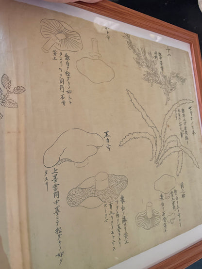 Edo Period Botanical Study by Asakura Shinryō 朝倉震陵 (Approx. 25.3 x 39.6 cm) in an A3 Frame