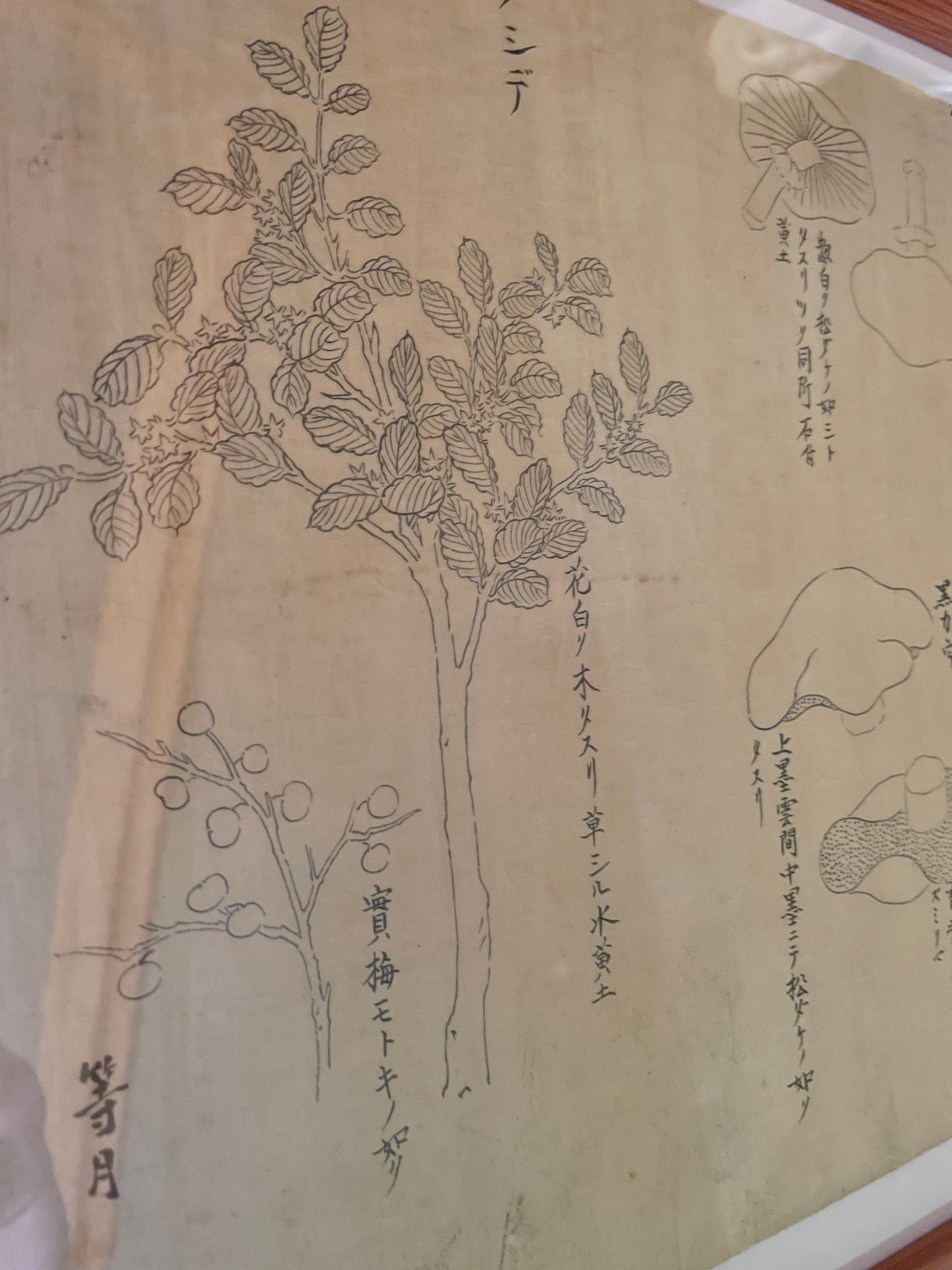Edo Period Botanical Study by Asakura Shinryō 朝倉震陵 (Approx. 25.3 x 39.6 cm) in an A3 Frame